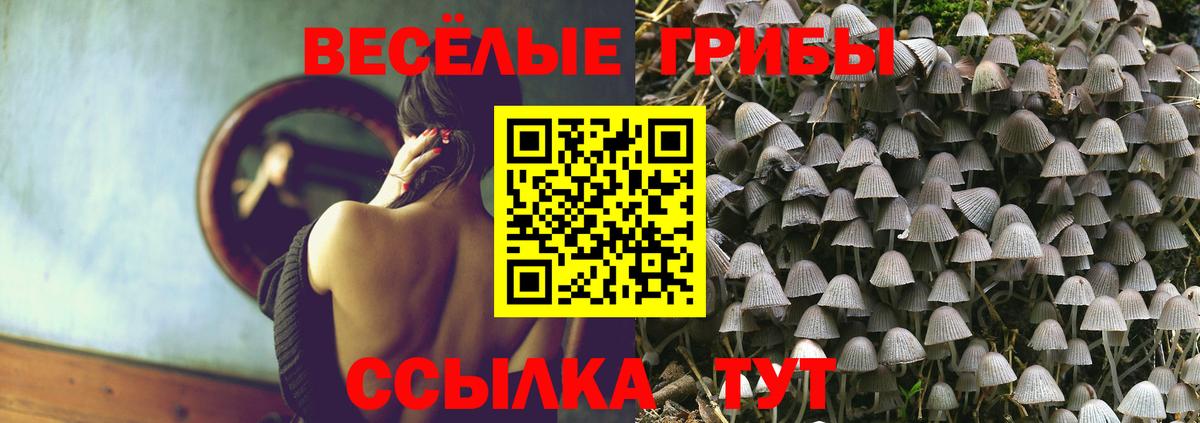 Псилоцибиновые грибы Cubensis Торжок